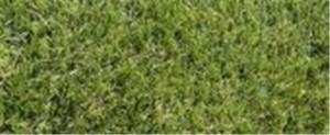 Whitby artificial grass has been designed with budget in mind and has quickly become one of our top sellers with its great likeness to real turf at an affordable price. Its generous 32mm Pile Height gives you the luxury underfoot whilst offering durability for year-round use. Whitby, like all our artificial grass, is animal and child-friendly too