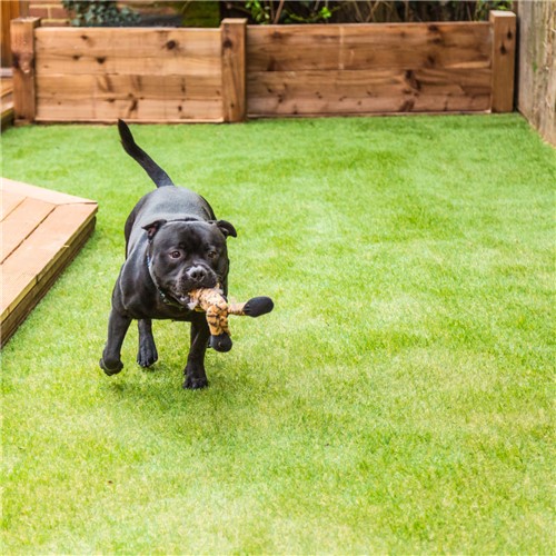 Artificial Grass