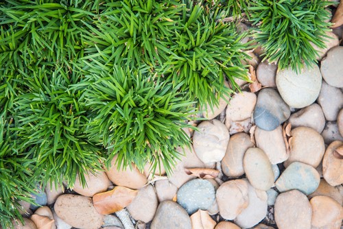 Garden & Landscaping