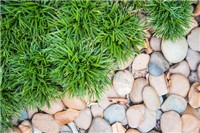 Garden & Landscaping